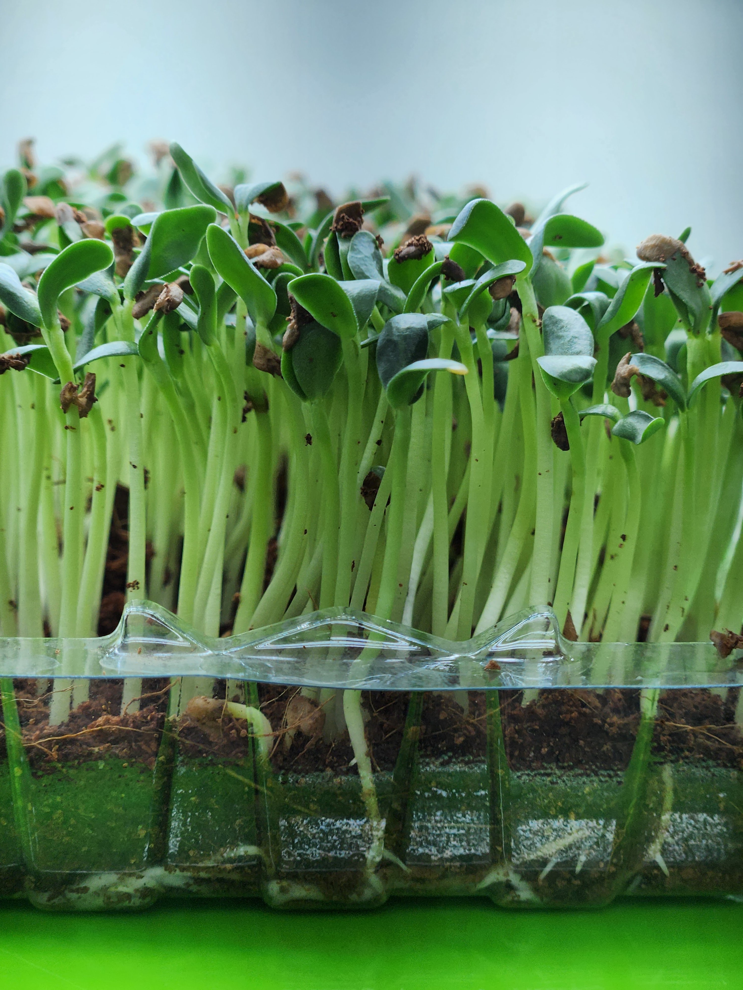 Methi (Fenugreek) Microgreens