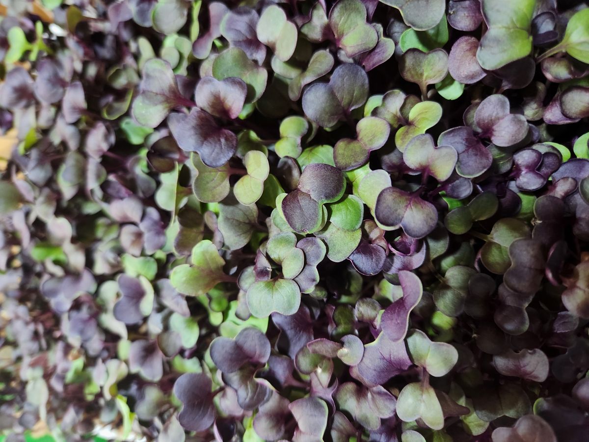 image showing purple sango