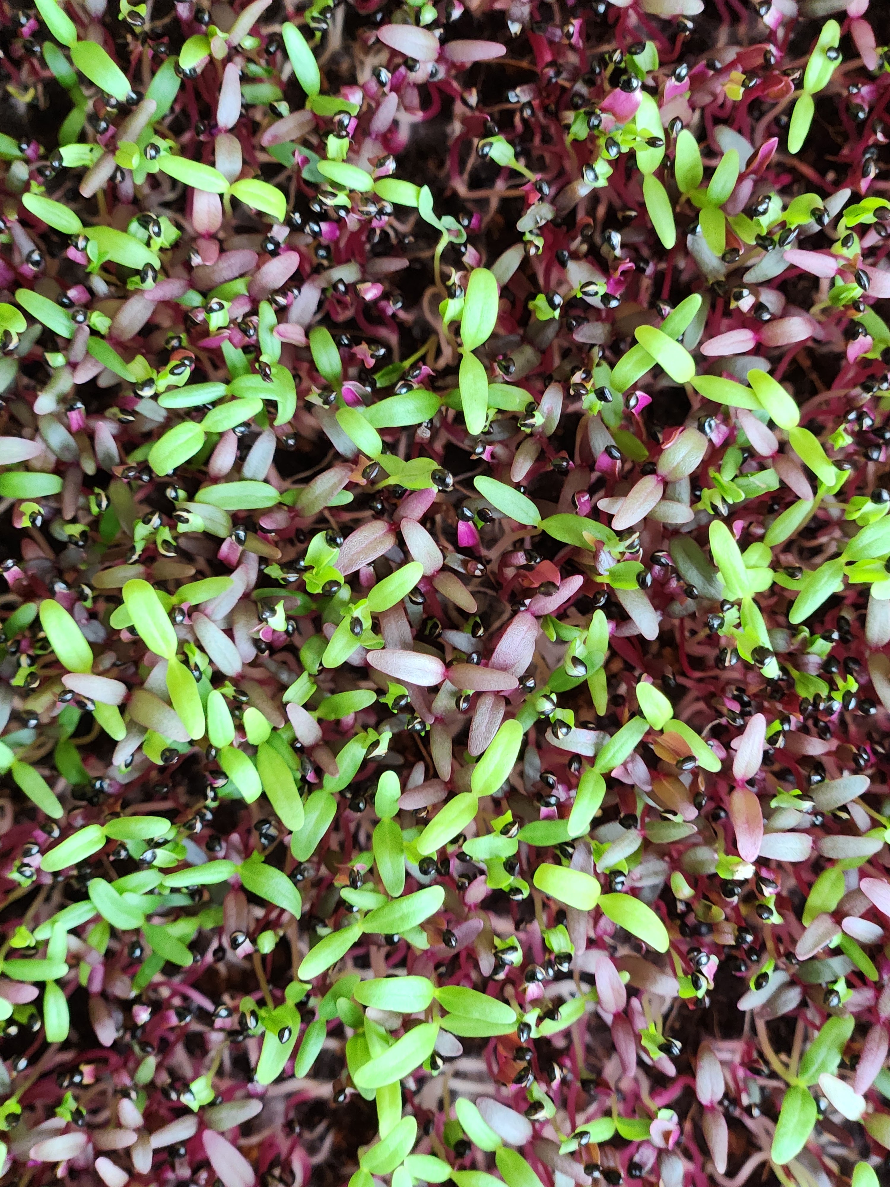 Amaranth Microgreens