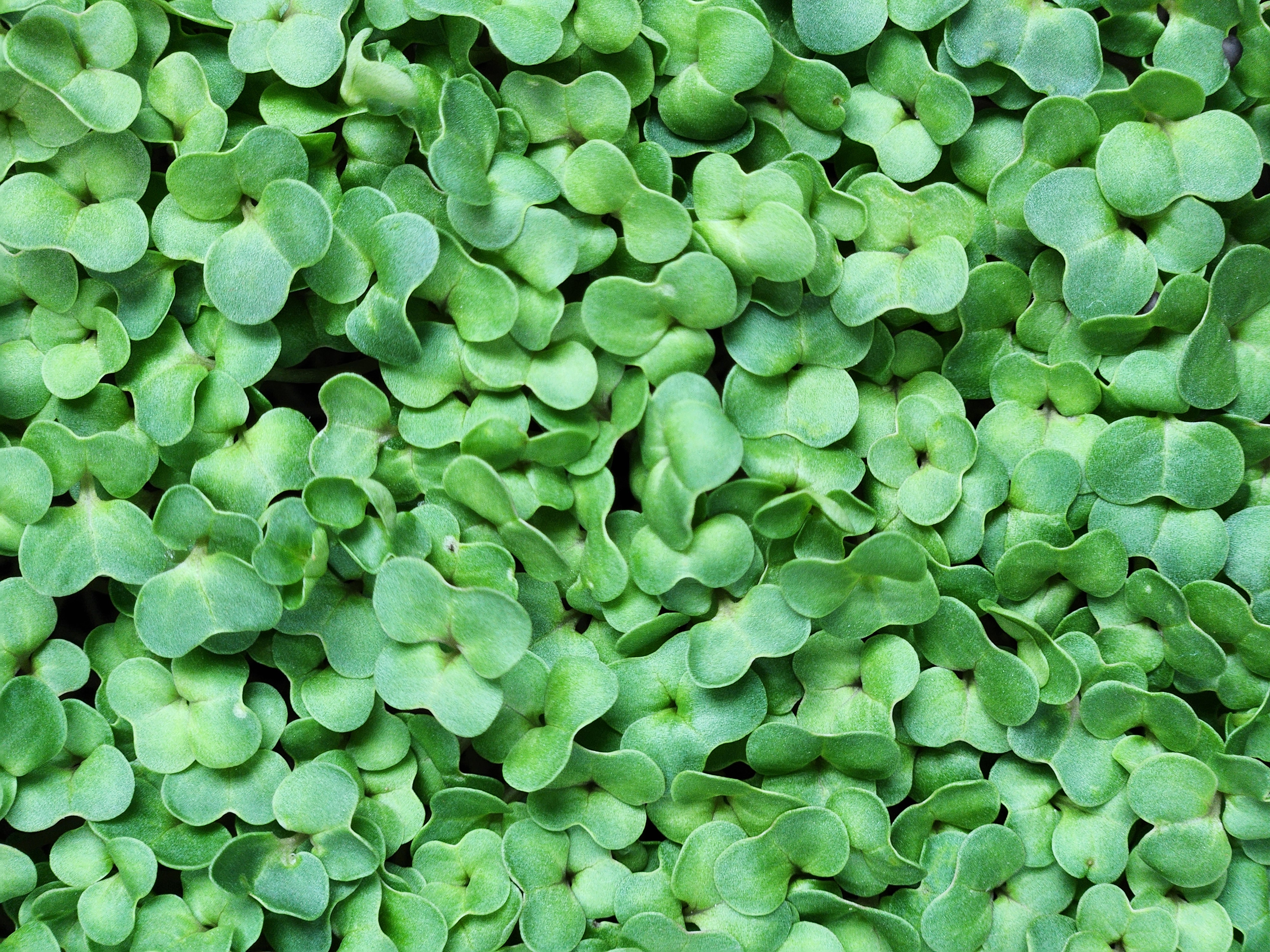 Mustard Microgreens
