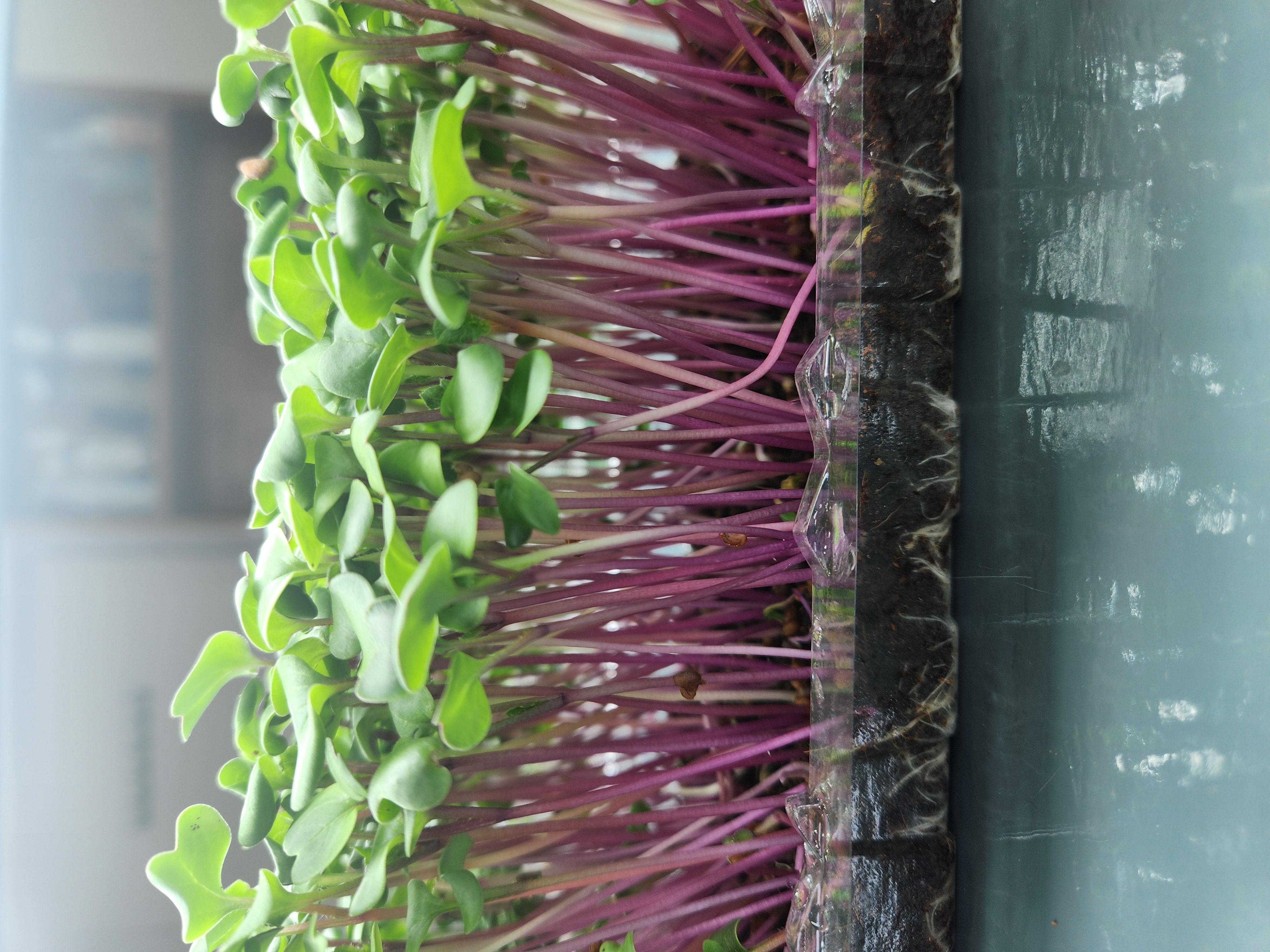 Radish China Rose Microgreens