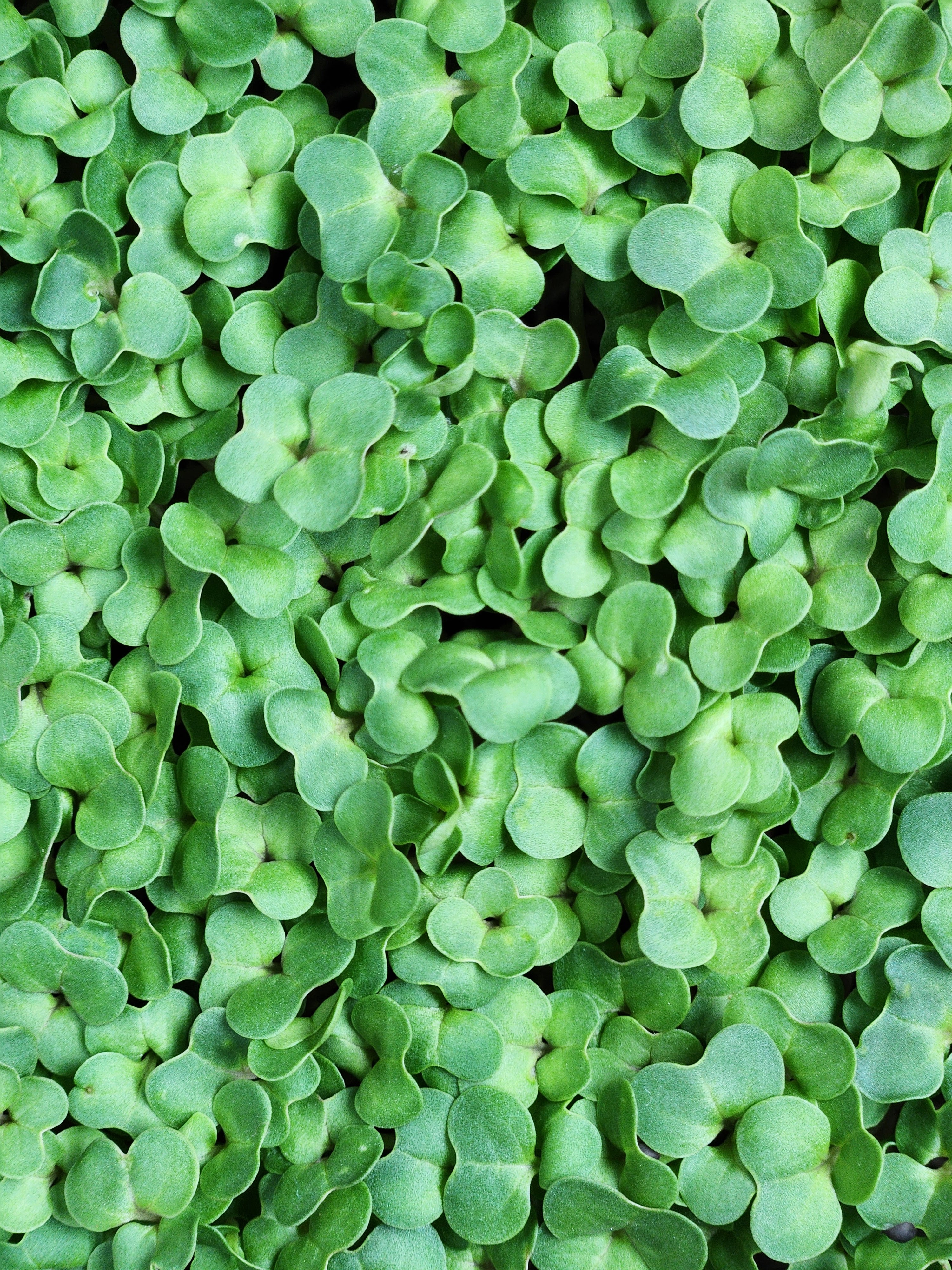 Radish China Rose Microgreens