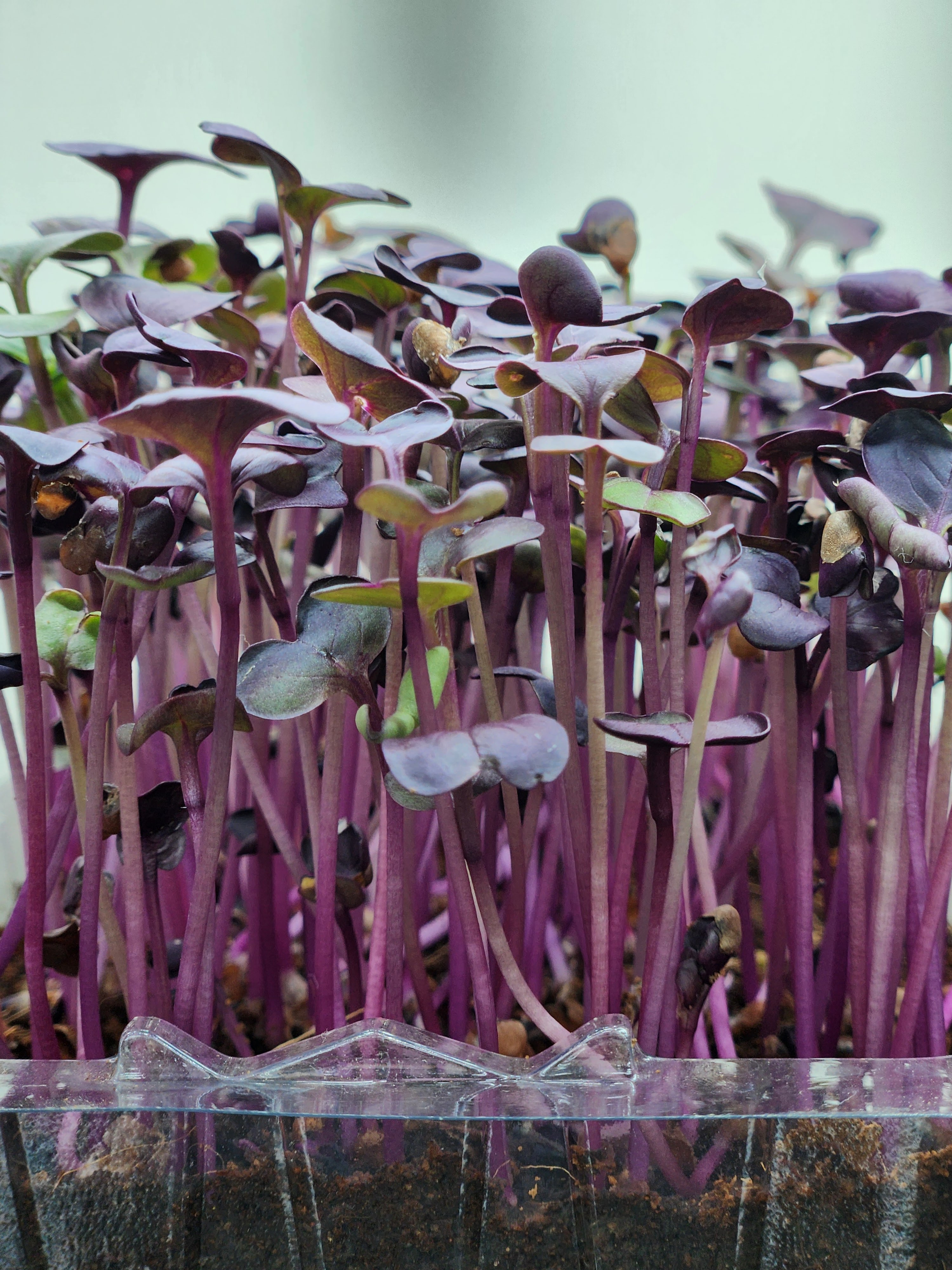 Radish Purple Sango Microgreens
