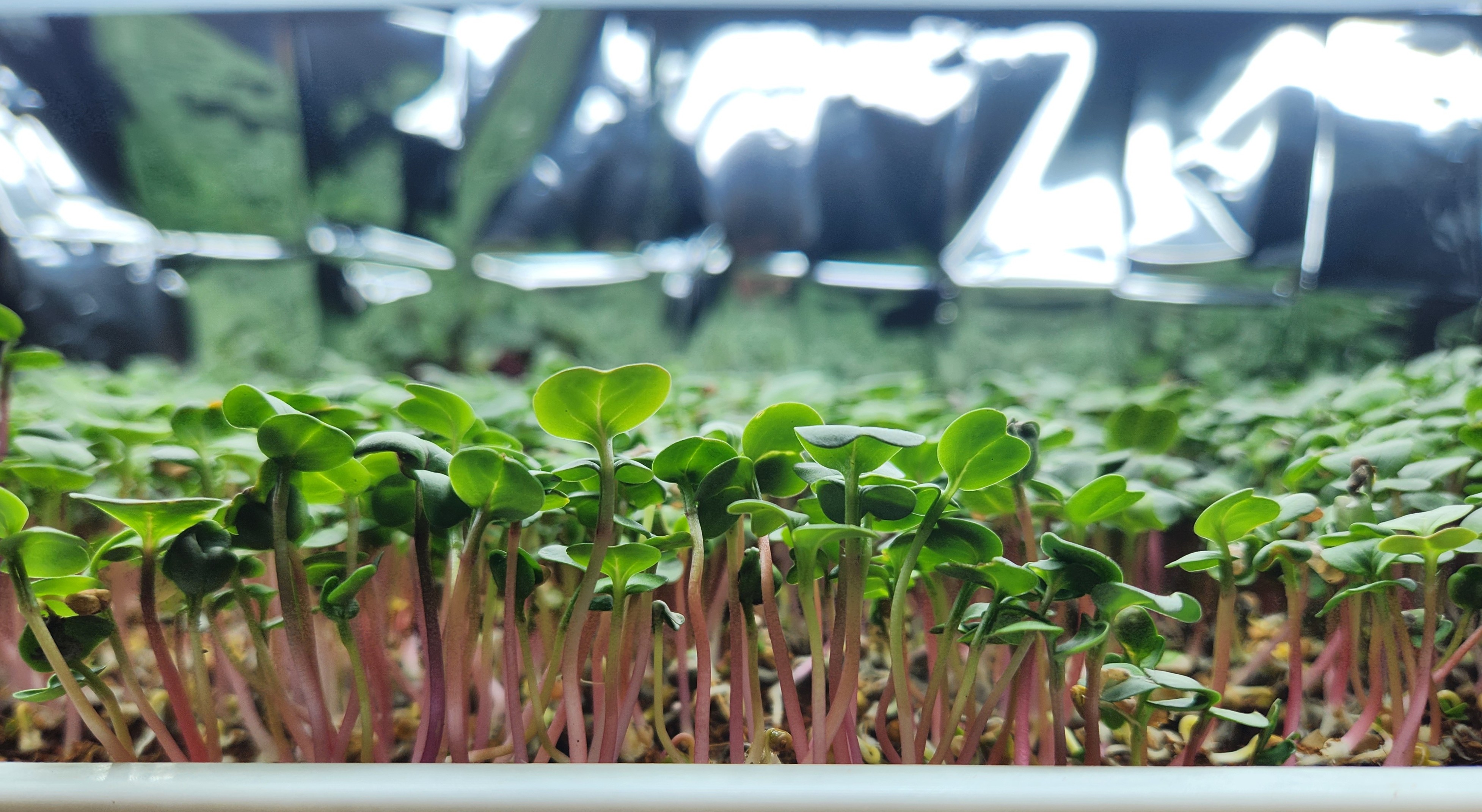 Radish Red Rambo Microgreens